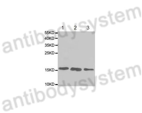 Western Blot for Anti-Mouse CCL28/MEC Polyclonal Antibody ?>