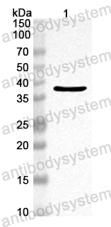 Anti-Mouse PHPT1 Polyclonal Antibody