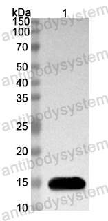 Anti-Mouse TREM2 Polyclonal Antibody
