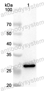 Anti-Mouse CD274/PD-L1/B7-H1 Polyclonal Antibody