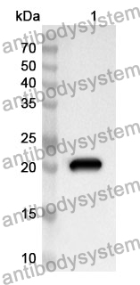 Anti-Mouse IL36A/IL-1F6 Polyclonal Antibody
