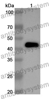 Anti-Mouse CD370/CLEC9A Polyclonal Antibody