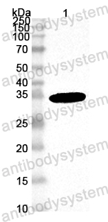 Anti-Mouse H2-T23 Polyclonal Antibody