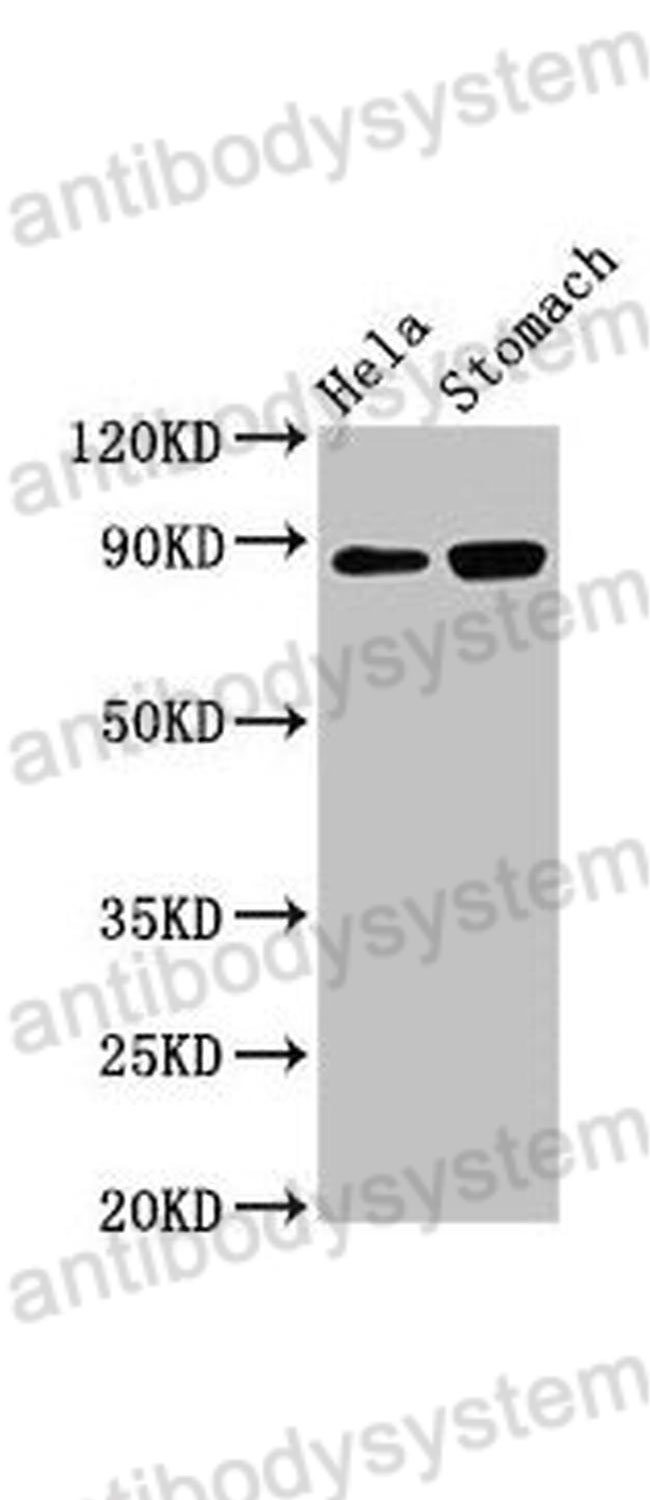 Western Blot for Anti-Mouse ASAH2 Polyclonal Antibody ?>