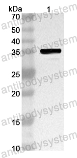 Anti-Mouse ERRFI1 Polyclonal Antibody