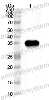 Anti-Mouse Pramel12 Polyclonal Antibody