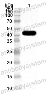 Anti-Mouse TAPBPL Polyclonal Antibody