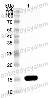 Anti-Mouse S100a15a Polyclonal Antibody