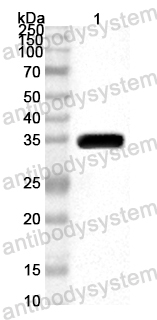 Anti-Pig EGF Polyclonal Antibody