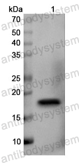 Anti-Dog CD154/CD40LG Polyclonal Antibody