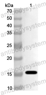 Anti-Dog CD47/MER6 Polyclonal Antibody