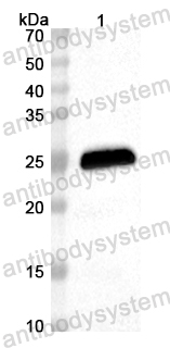 Anti-Rat CD13/ANPEP/APN Polyclonal Antibody