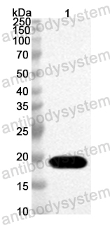 Anti-Rat Mbl1 Polyclonal Antibody