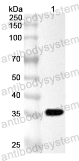 Anti-SARS2 NSP5/3CL-PRO/M Pro Polyclonal Antibody