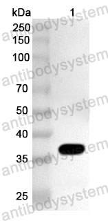 Anti-HAdV-5 E1B-55K Polyclonal Antibody