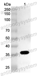 Anti-HAdV-2 E1B-19K Polyclonal Antibody