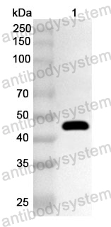 Anti-HAdV-41 E1B-55K Polyclonal Antibody