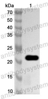 Anti-HAdV-3 L3/CP-H/Protein II Polyclonal Antibody