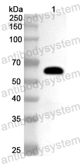 Anti-HHV-2/HSV2 gD/US6 Polyclonal Antibody