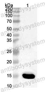 Anti-ASFV EP153R Polyclonal Antibody