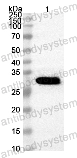 Anti-ASFV A238L Polyclonal Antibody