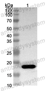 Anti-ASFV EP402R Polyclonal Antibody