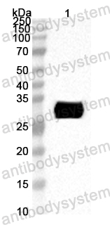 Anti-ASFV A224L Polyclonal Antibody
