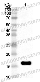 Anti-ASFV 9GL/pB119L/P14 Polyclonal Antibody