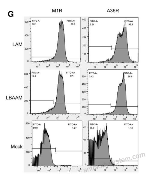 Flow Cytometry for Anti-Monkeypox virus/MPXV M1R Polyclonal Antibody ?>