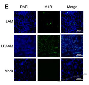 Immunofluorescence for Anti-Monkeypox virus/MPXV M1R Polyclonal Antibody ?>