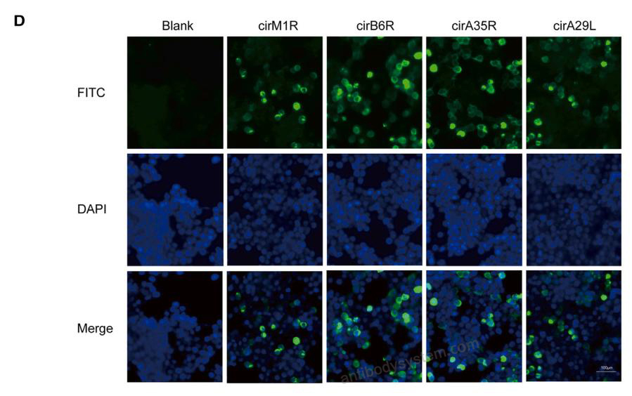 Immunofluorescence for Anti-Monkeypox virus/MPXV M1R Polyclonal Antibody ?>