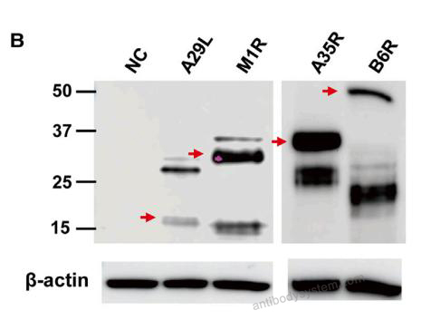 Western Blot for Anti-Monkeypox virus/MPXV M1R Polyclonal Antibody ?>
