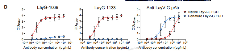 Bioactivity for Anti-Langya virus/LayV G/Glycoprotein Polyclonal Antibody ?>