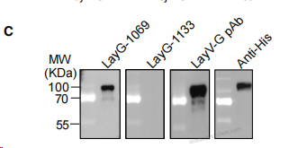 Western Blot for Anti-Langya virus/LayV G/Glycoprotein Polyclonal Antibody ?>