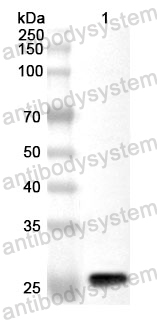 Anti-EBV/HHV-4 gB/BALF4 Polyclonal Antibody