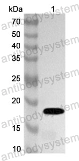 Anti-FPV Capsid protein VP1 Polyclonal Antibody