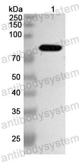 Anti-MARV NP/Nucleoprotein Polyclonal Antibody