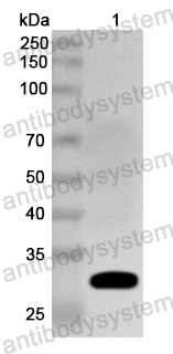 Anti-MARV VP24/Marburg VP24 Polyclonal Antibody