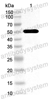 Anti-PEDV S2/Spike glycoprotein 2 Polyclonal Antibody