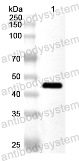 Anti-WEEV Spike glycoprotein E1 Polyclonal Antibody