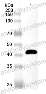 Anti-WEEV Spike glycoprotein E1 Polyclonal Antibody