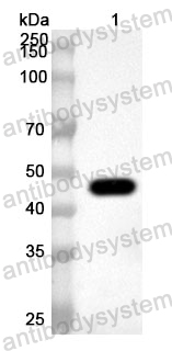 Anti-EEEV Spike glycoprotein E1 Polyclonal Antibody