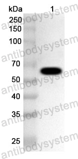 Anti-FCV Capsid protein VP1 Polyclonal Antibody