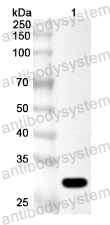 Anti-SVA GPP (VP3) Polyclonal Antibody