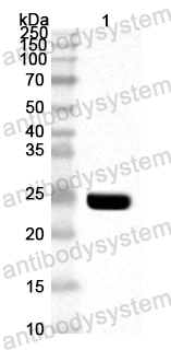 Anti-ASFV E248R/Ba71V-132 Polyclonal Antibody