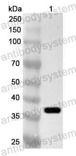 Anti-ASFV CP312R Polyclonal Antibody