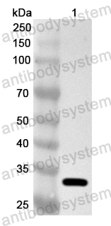 Anti-ASFV S273R Polyclonal Antibody