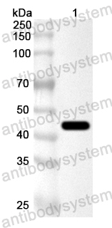 Anti-SINV Spike glycoprotein E1 Polyclonal Antibody