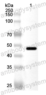 Anti-RRV p130/Structural polyprotein Polyclonal Antibody
