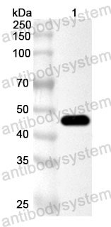 Anti-MAYV Spike glycoprotein E1 Polyclonal Antibody